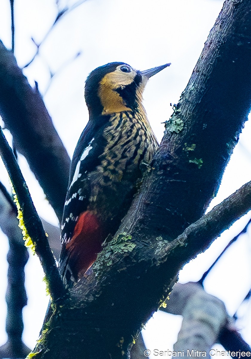 Darjeeling Woodpecker - ML617726272