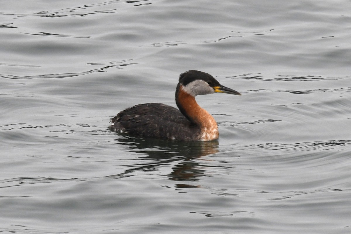 Red-necked Grebe - ML617726315