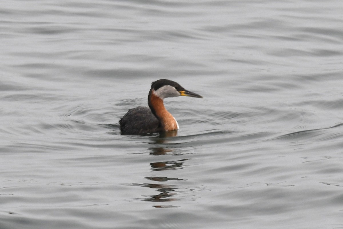 Red-necked Grebe - ML617726529