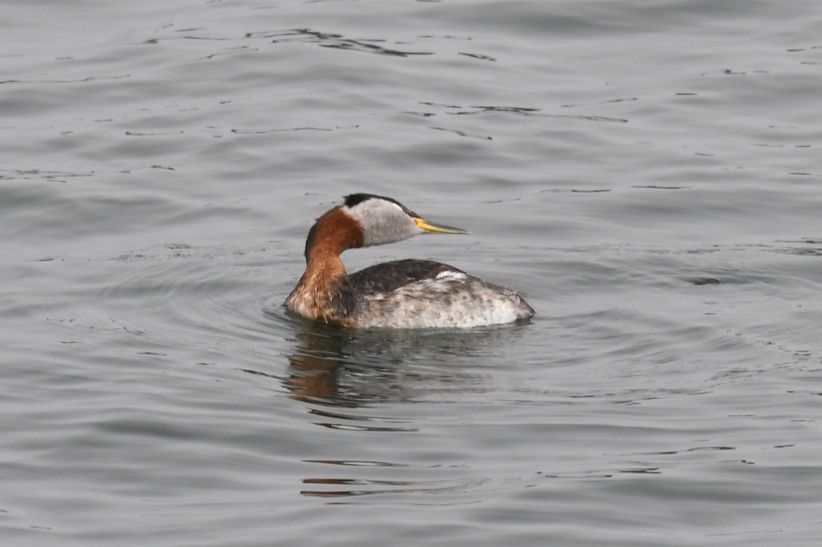 Red-necked Grebe - ML617726530
