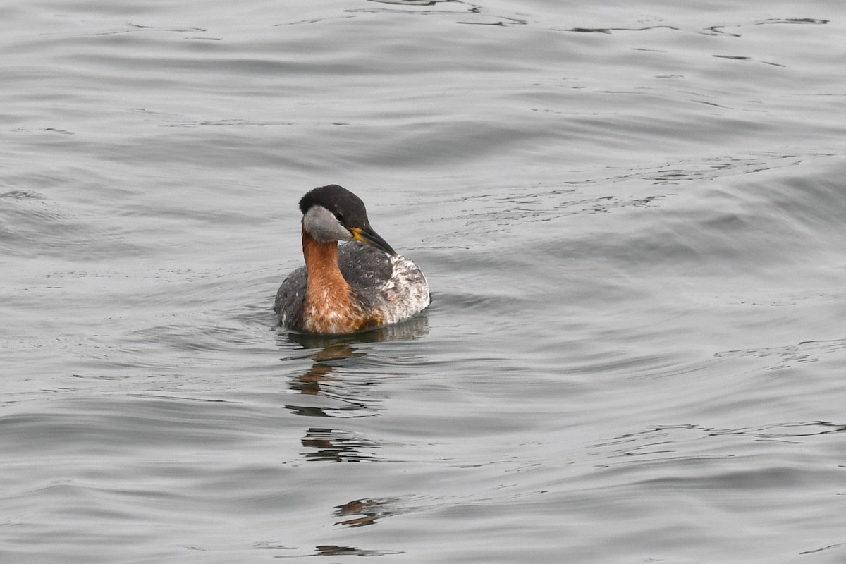 Red-necked Grebe - ML617726531