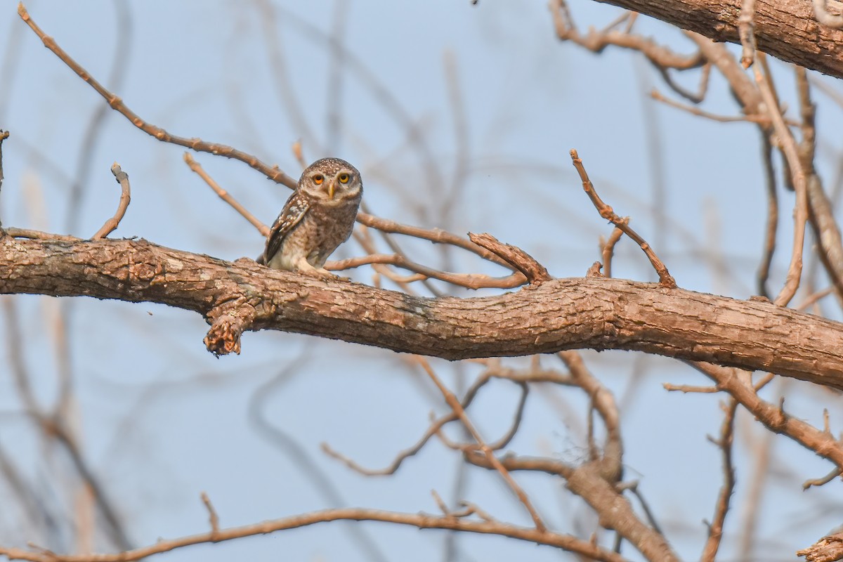 Spotted Owlet - ML617726545