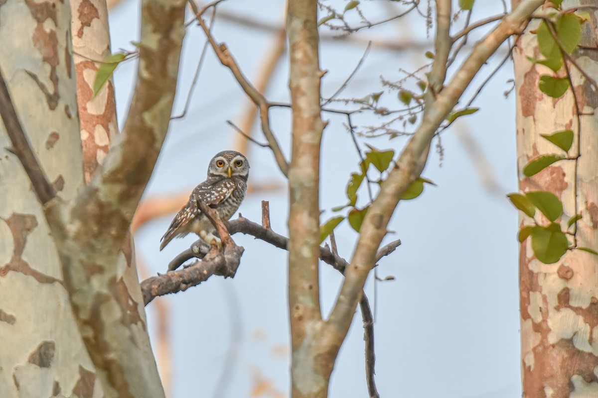 Spotted Owlet - ML617726546