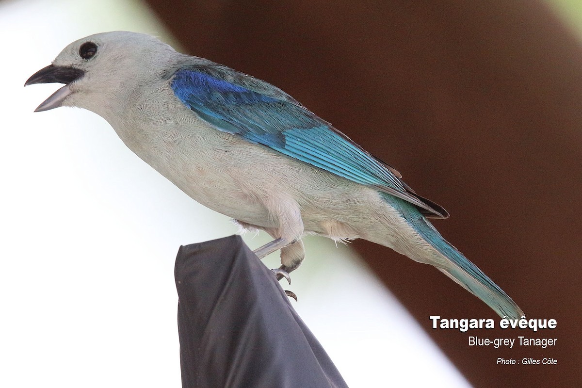 Blue-gray Tanager - ML617726580