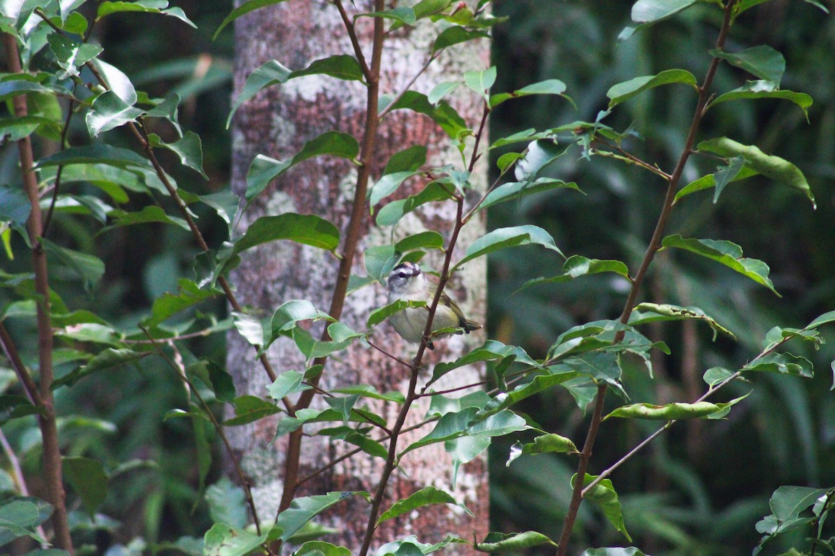 Golden-crowned Warbler - ML617726652