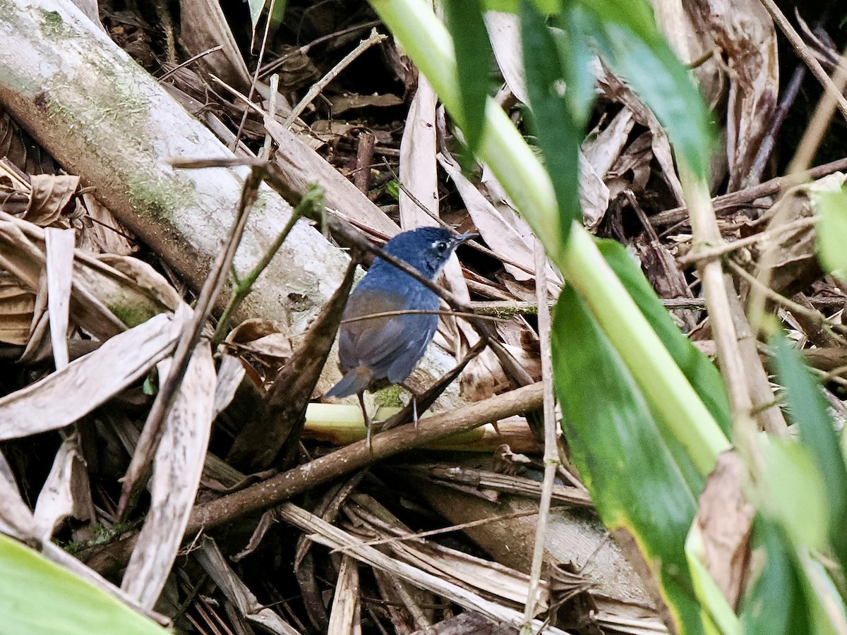 White-breasted Tapaculo - ML617726672