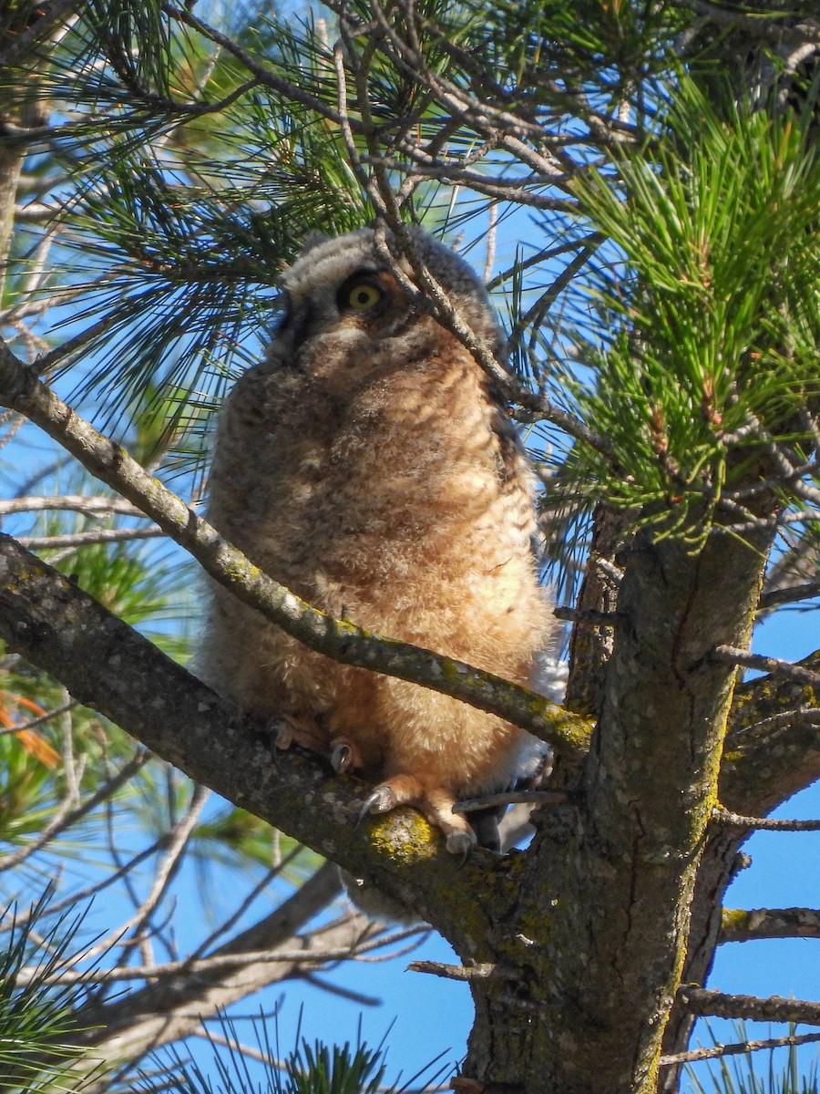 Great Horned Owl - ML617726675