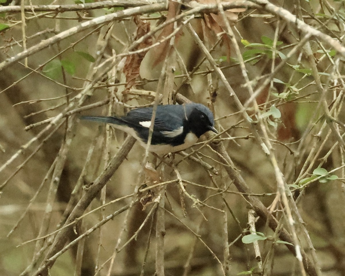 Black-throated Blue Warbler - ML617726831