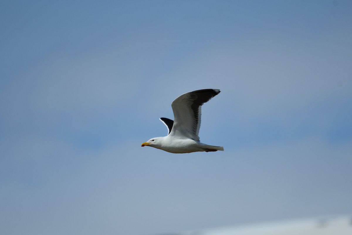 Great Black-backed Gull - Alison Daly