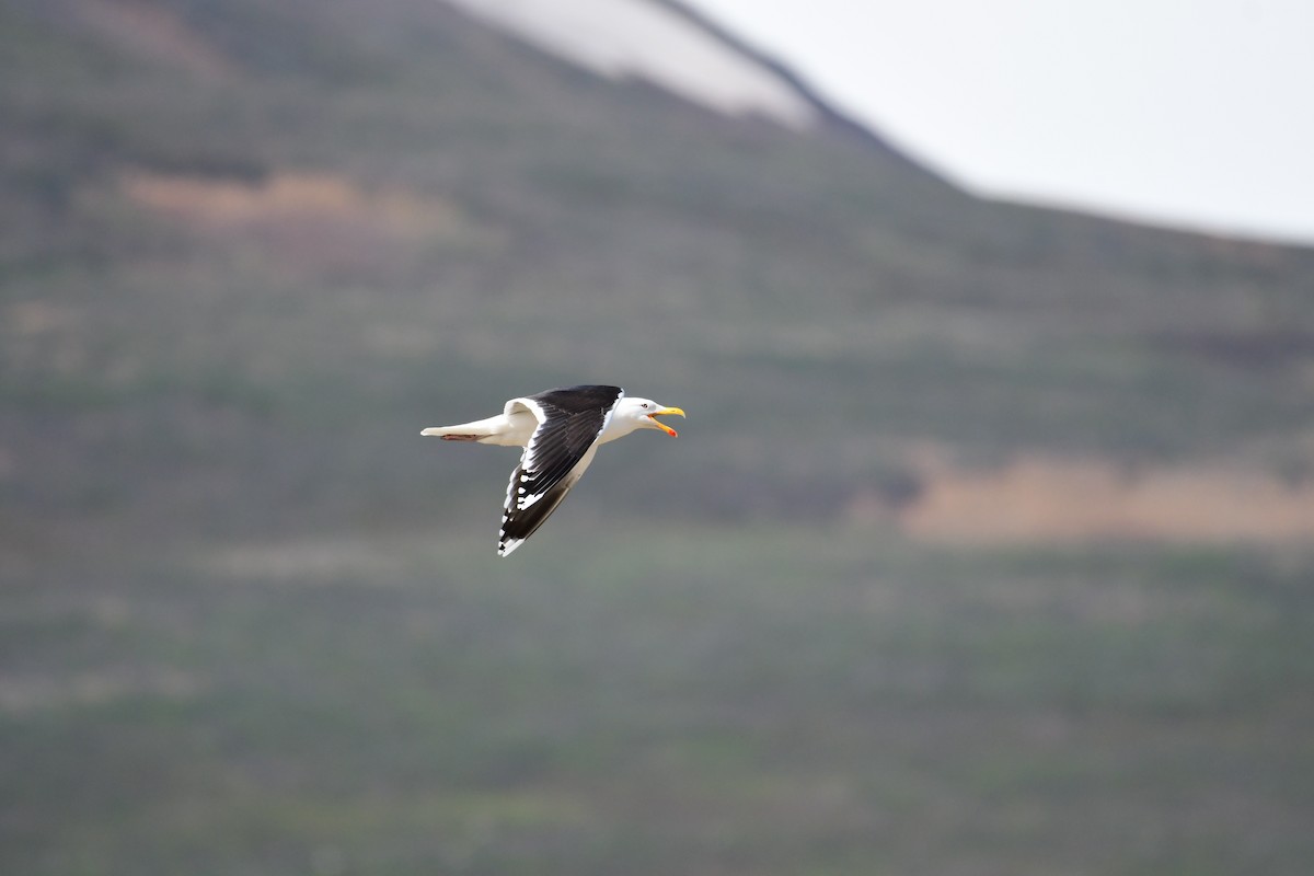 Great Black-backed Gull - Alison Daly