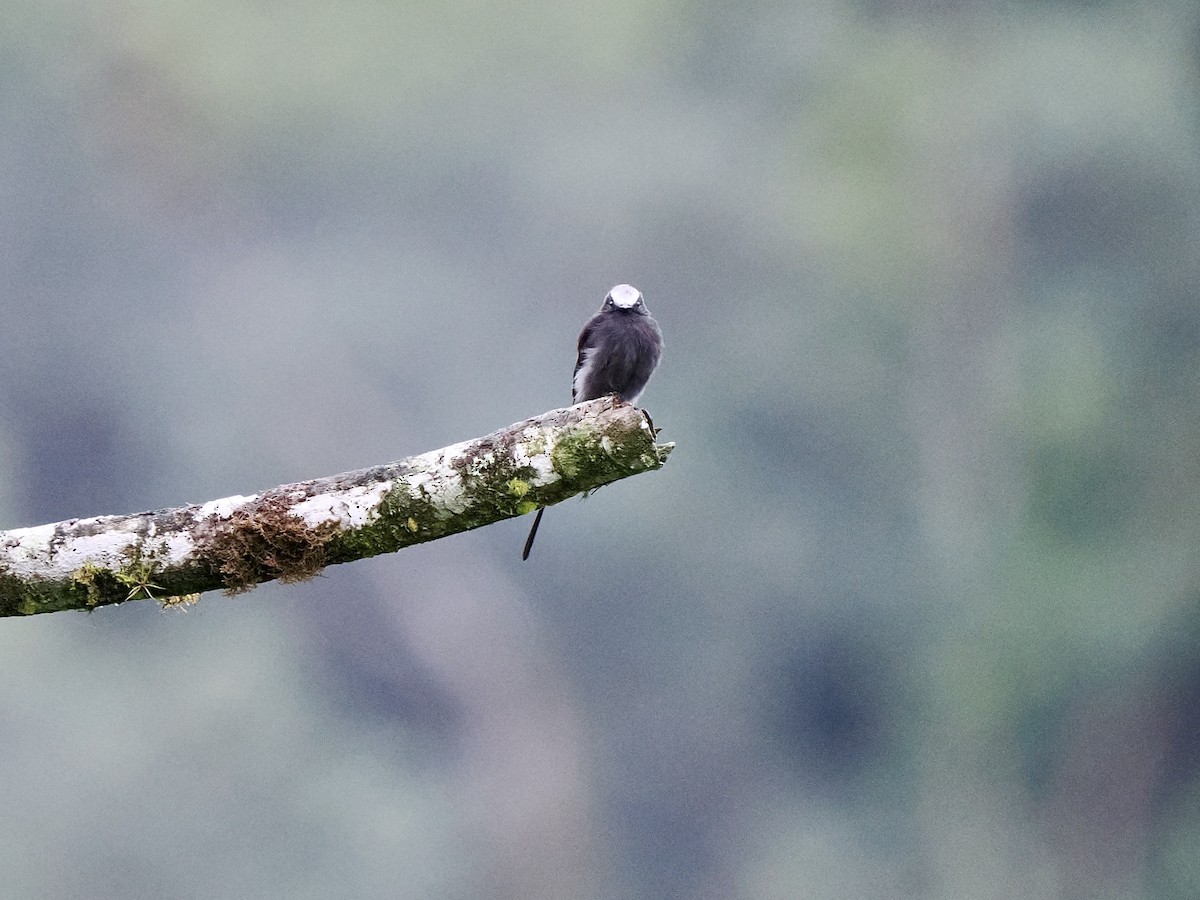 Long-tailed Tyrant - Gabriel Willow