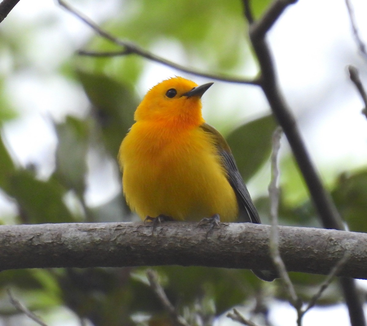 Prothonotary Warbler - ML617727039