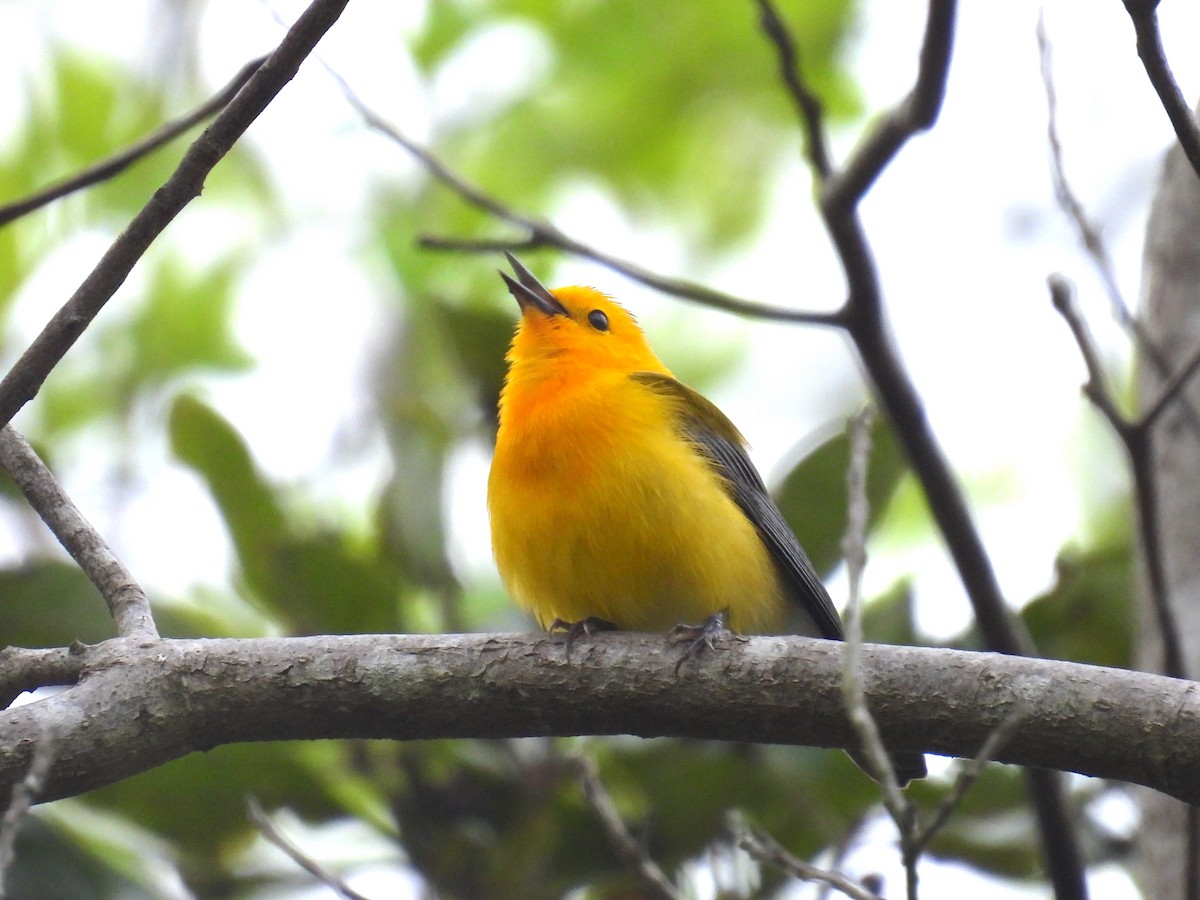 Prothonotary Warbler - ML617727040