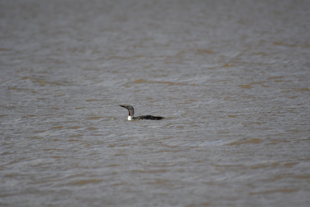Red-throated Loon - ML617727056