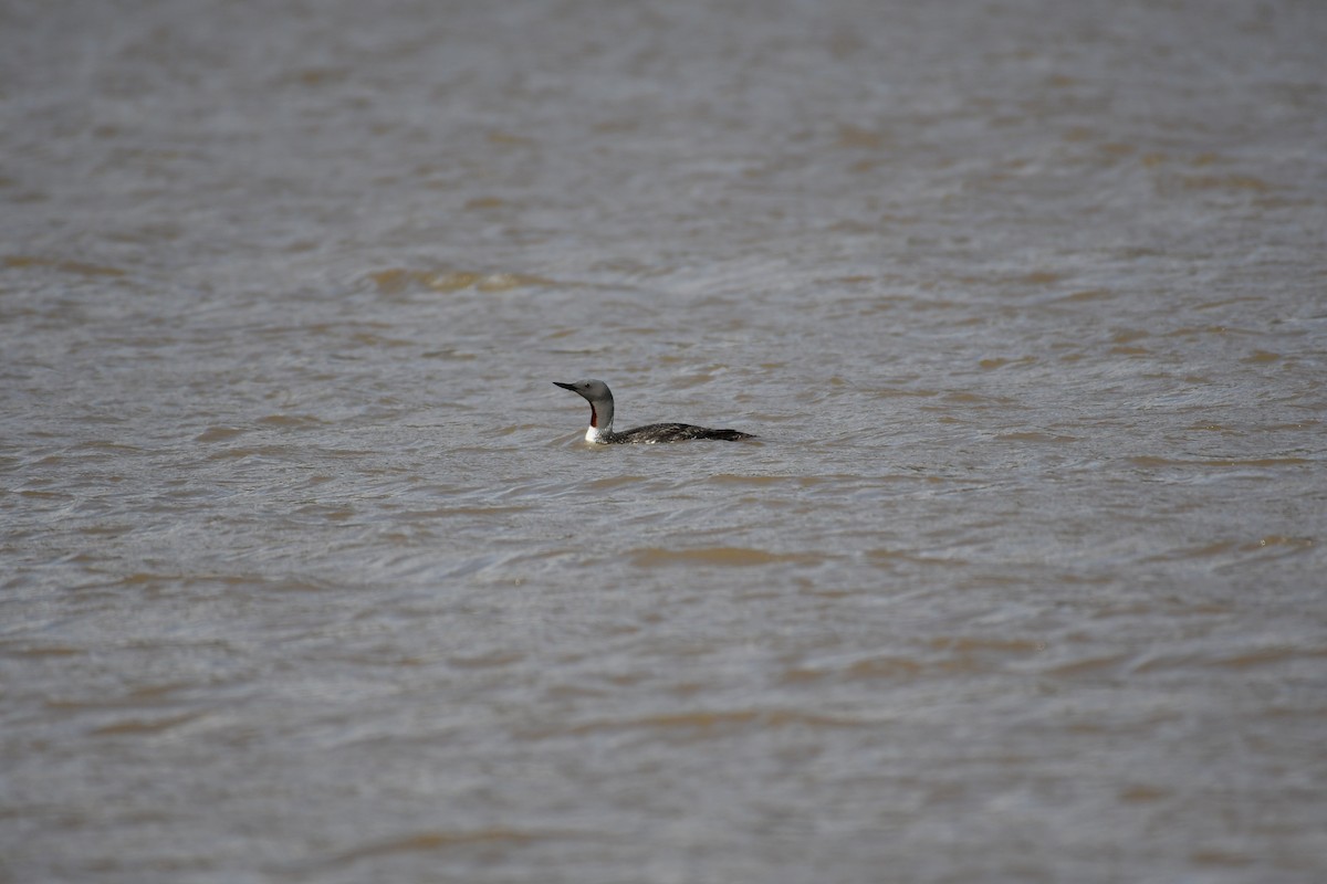 Red-throated Loon - ML617727058