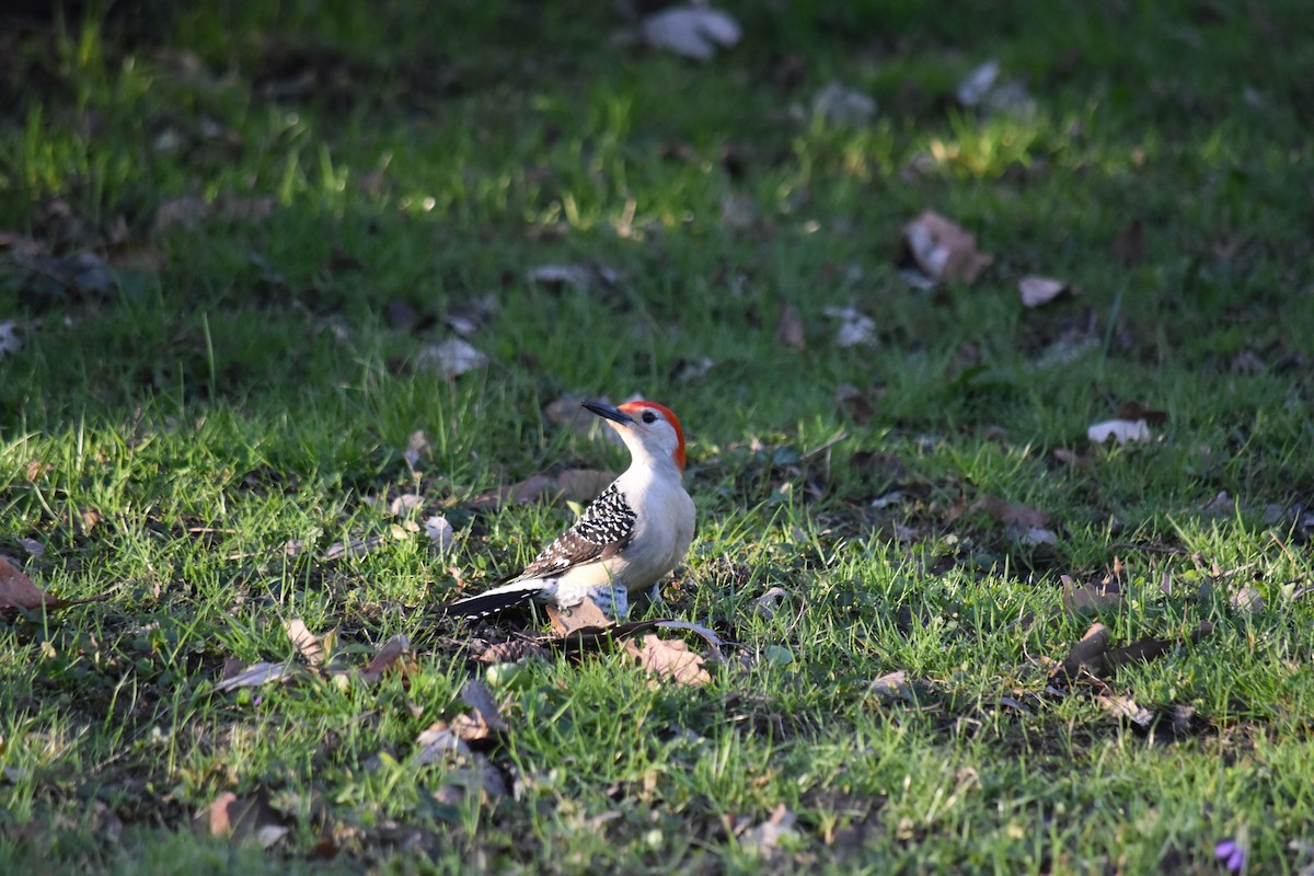 Red-bellied Woodpecker - John Bates