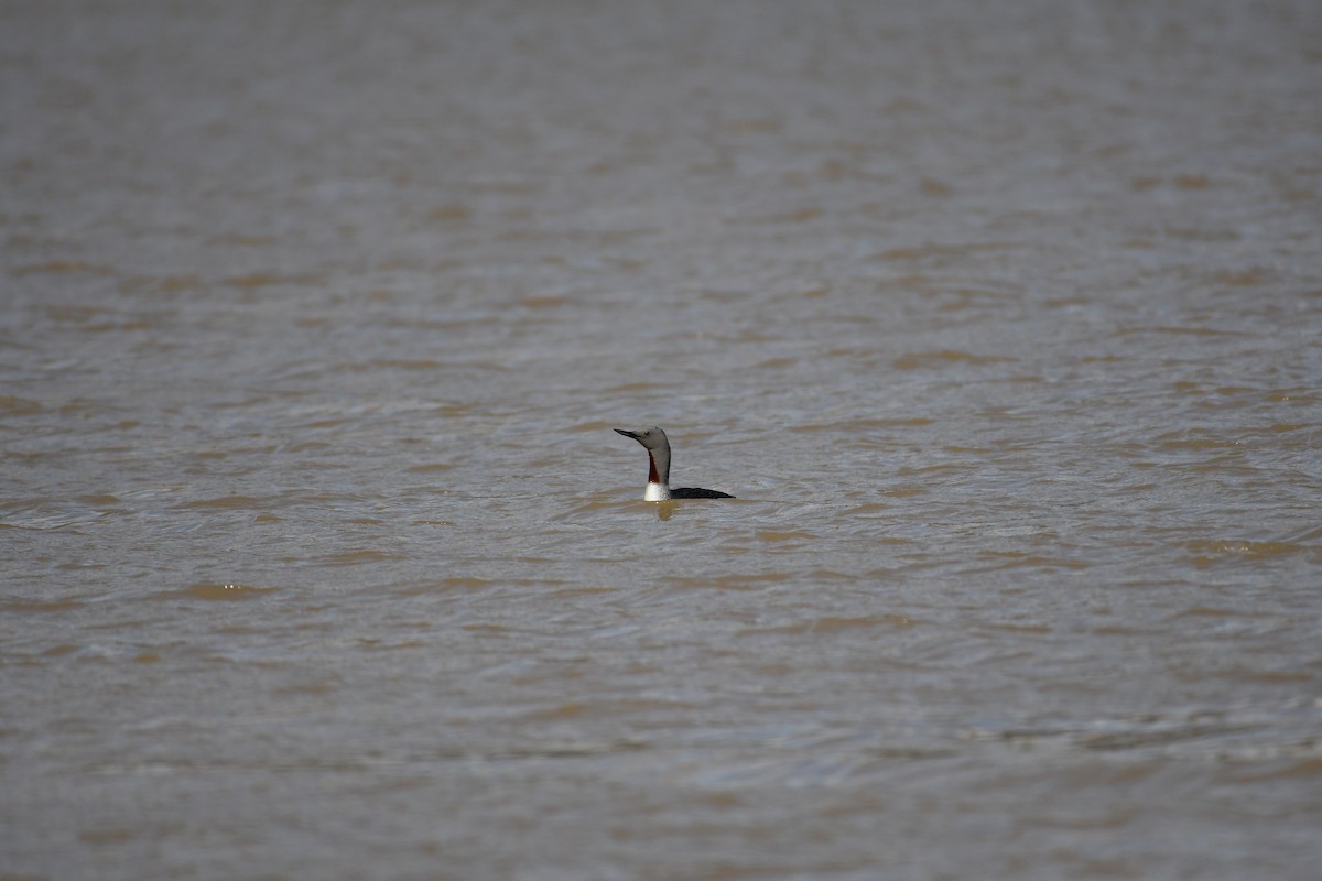 Red-throated Loon - ML617727101