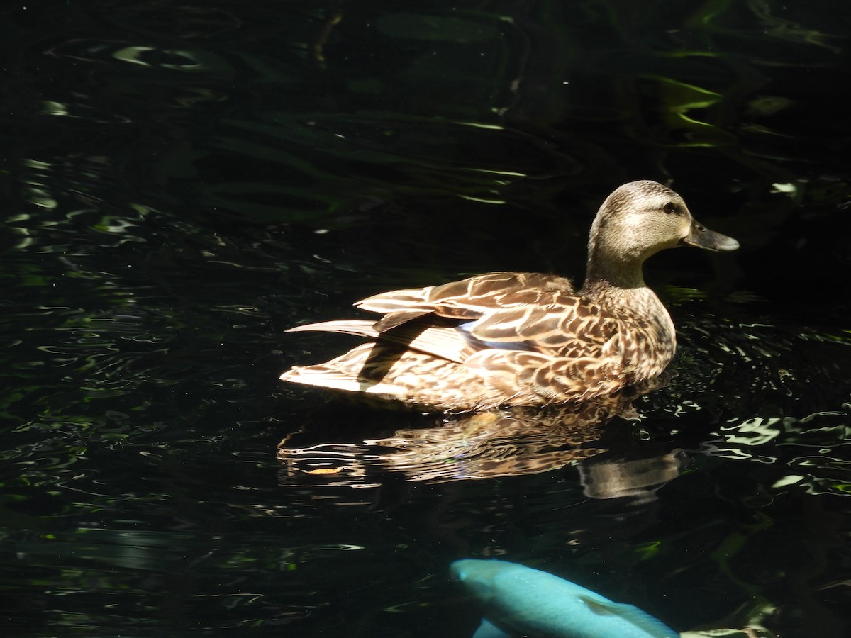Mottled Duck - Donna Summers