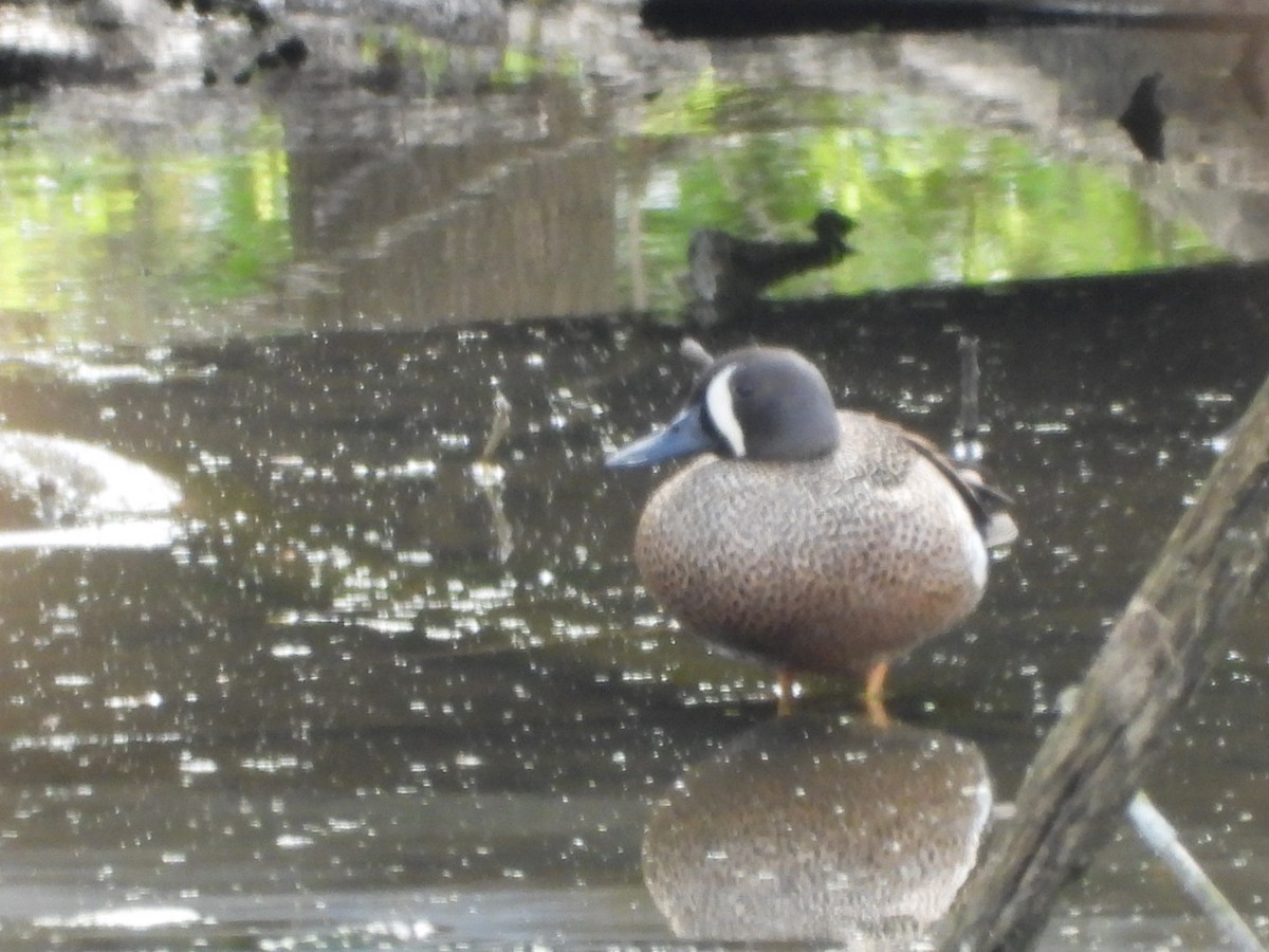 Blue-winged Teal - ML617727121