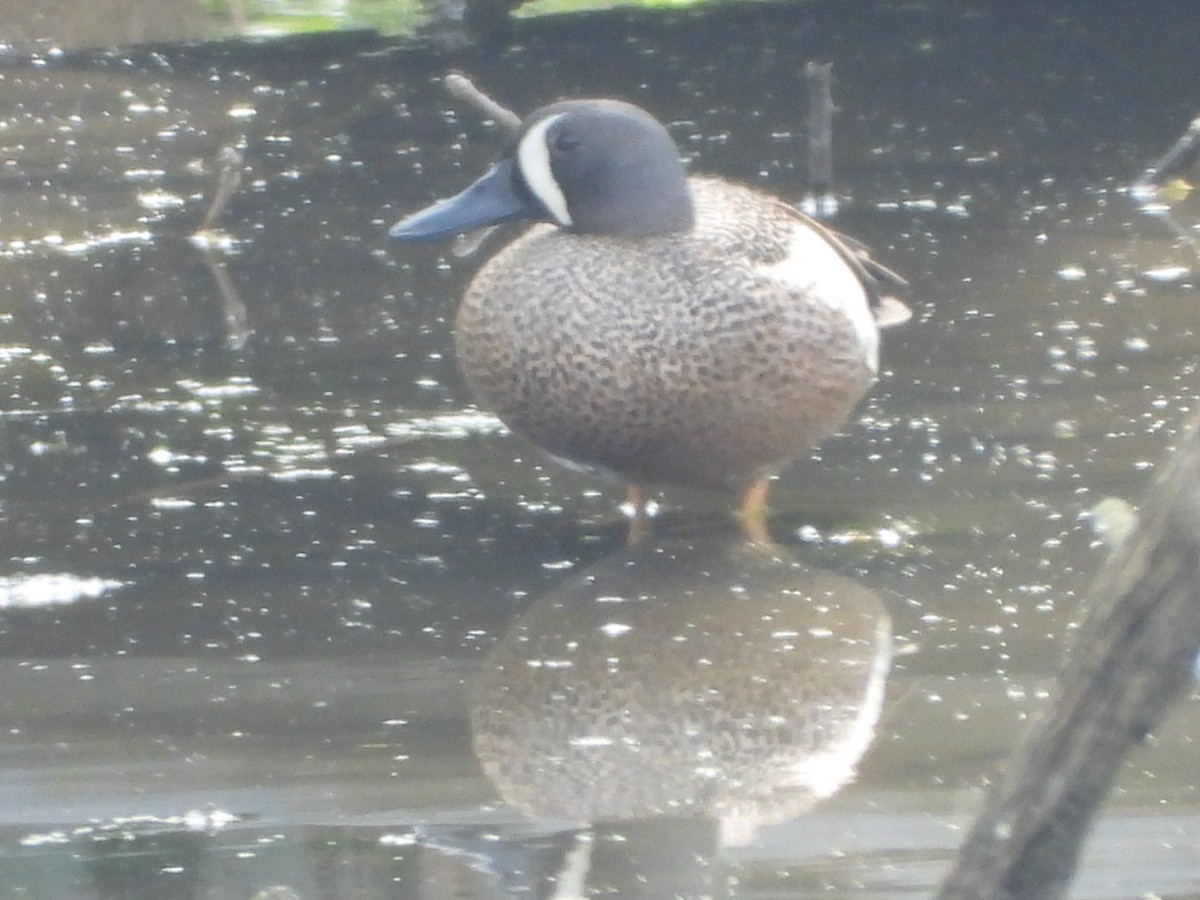 Blue-winged Teal - ML617727131
