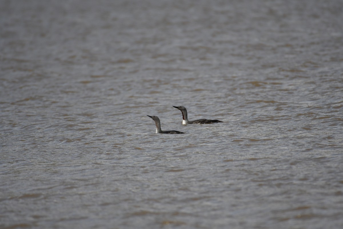 Red-throated Loon - ML617727135