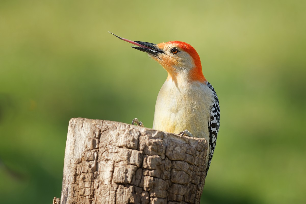 Red-bellied Woodpecker - Linda Petersen