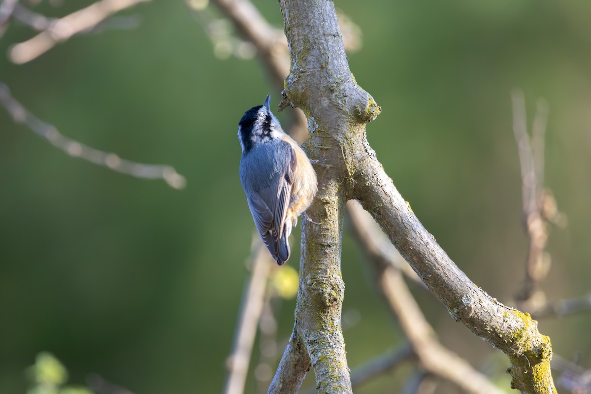 Red-breasted Nuthatch - ML617727229