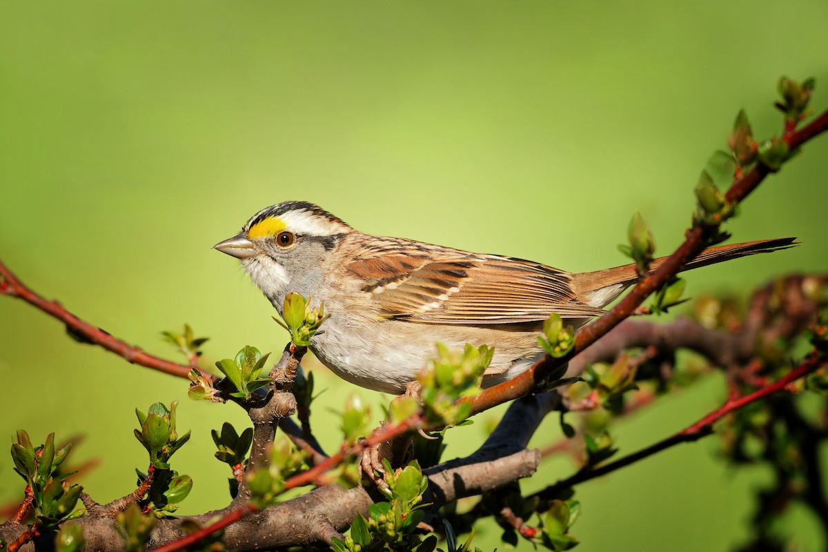 White-throated Sparrow - Linda Petersen