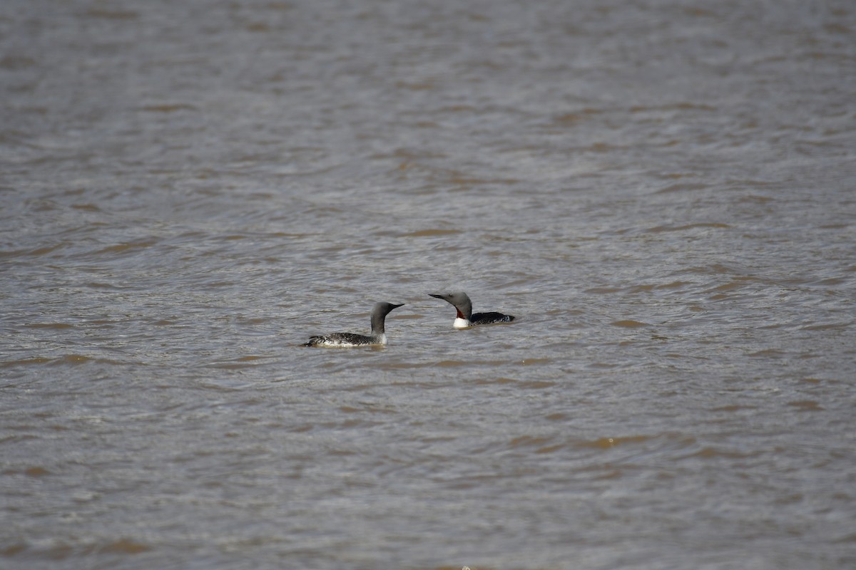 Red-throated Loon - ML617727238