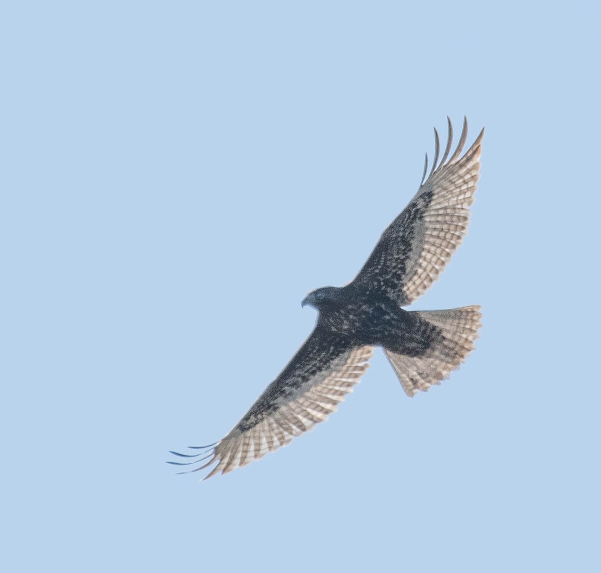 Red-tailed Hawk (Harlan's) - ML617727249