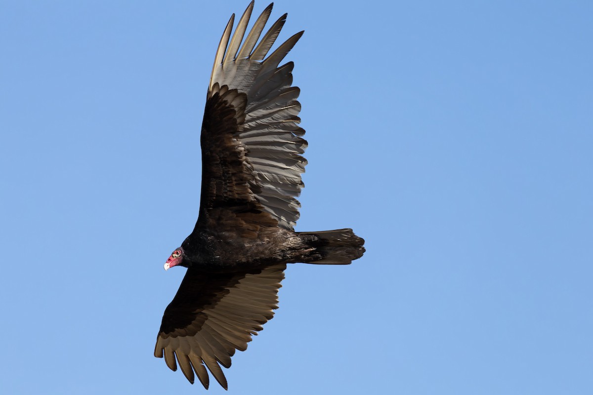 Turkey Vulture - ML617727255
