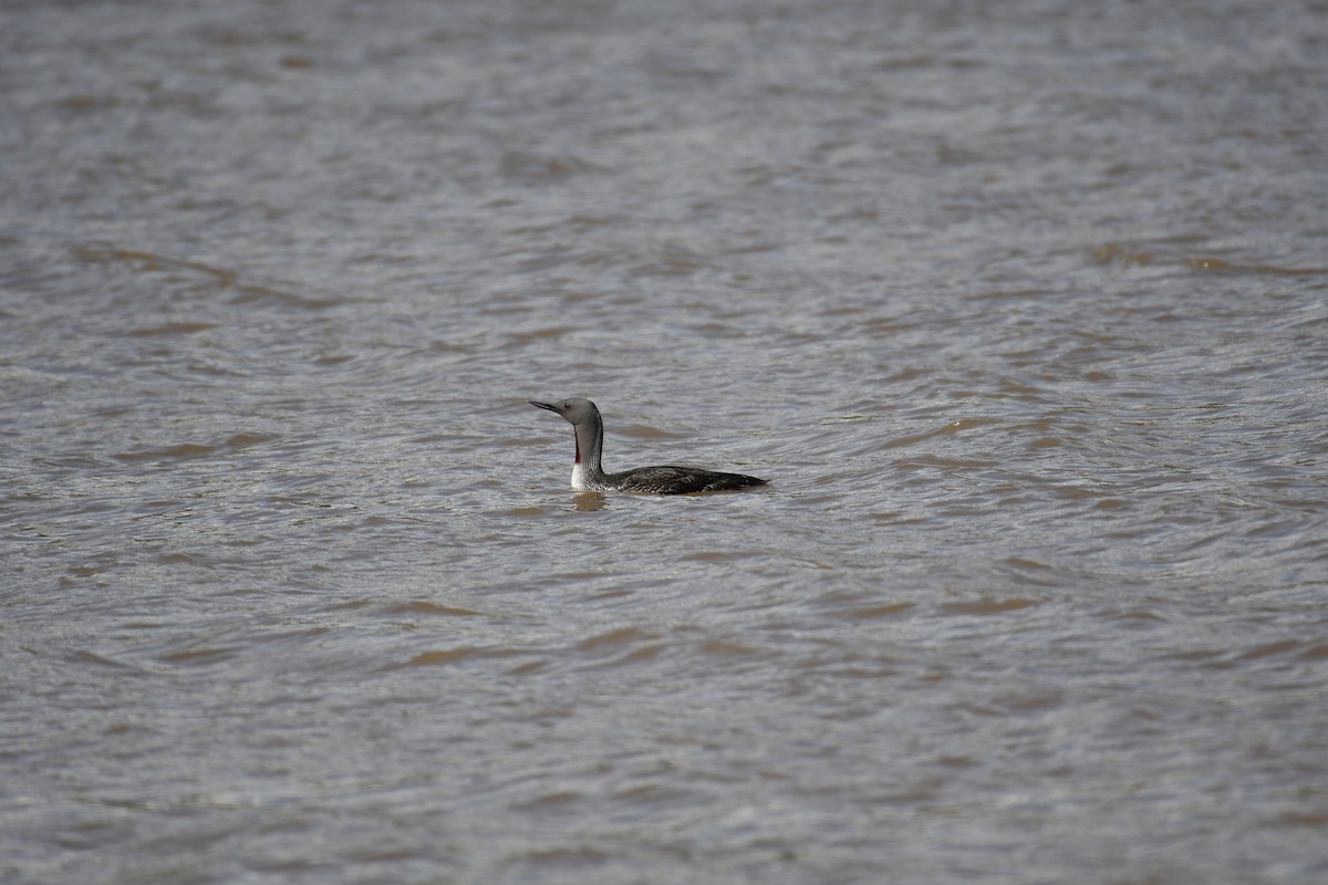 Red-throated Loon - ML617727273