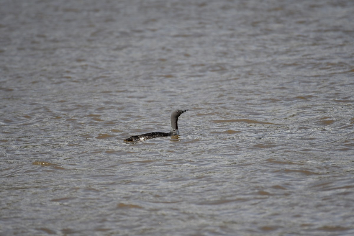 Red-throated Loon - ML617727284