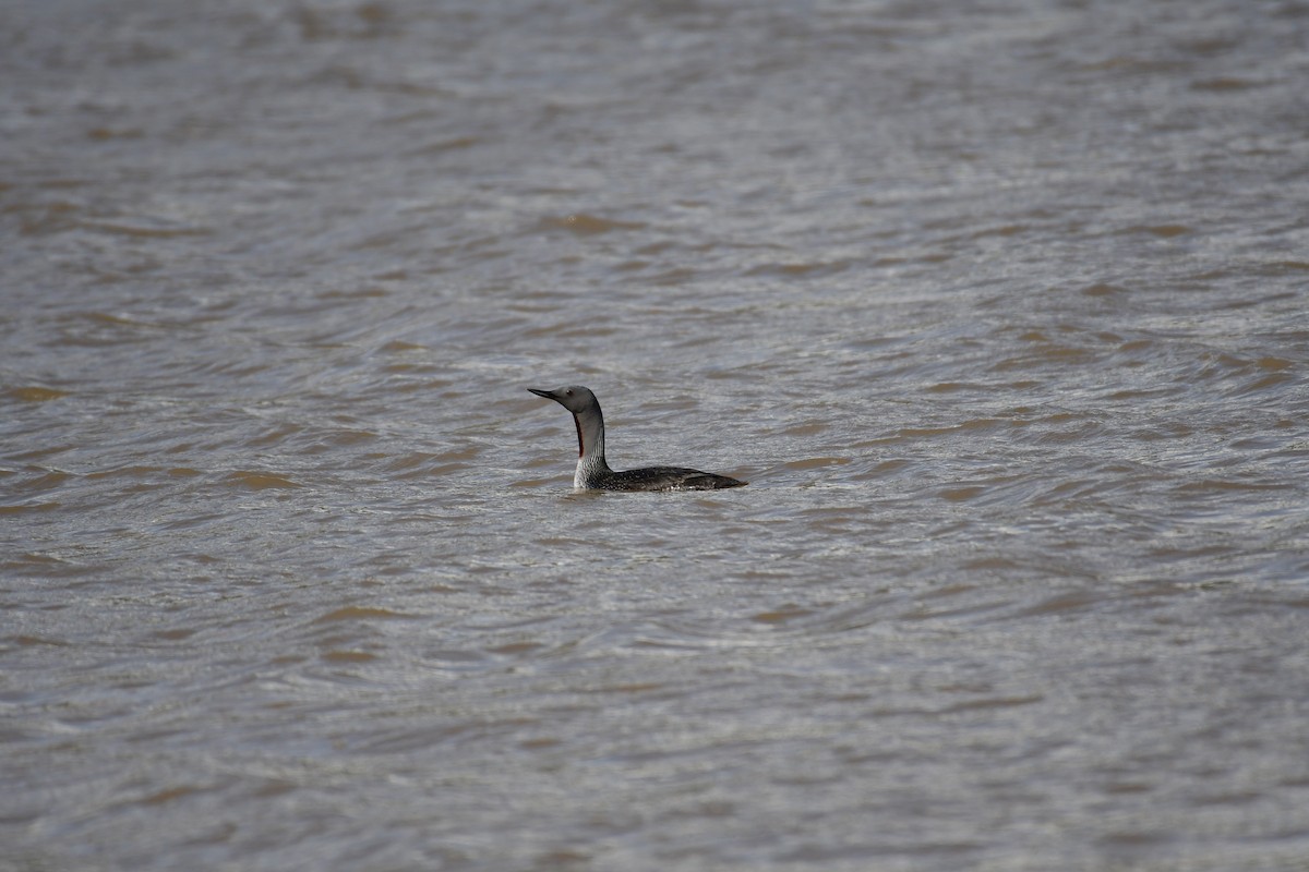 Red-throated Loon - ML617727310