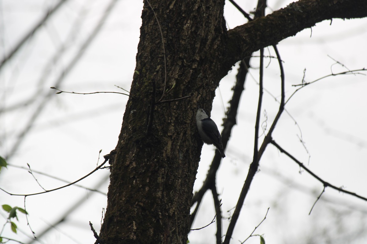 White-breasted Nuthatch - ML617727390