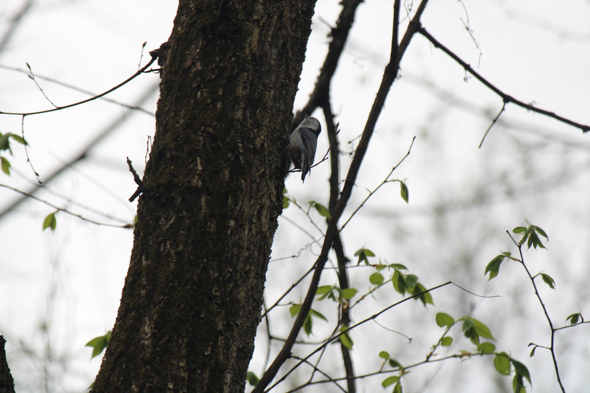 White-breasted Nuthatch - ML617727391