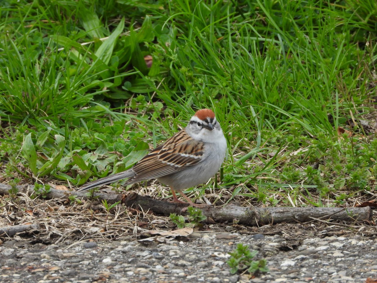 Chipping Sparrow - ML617727472
