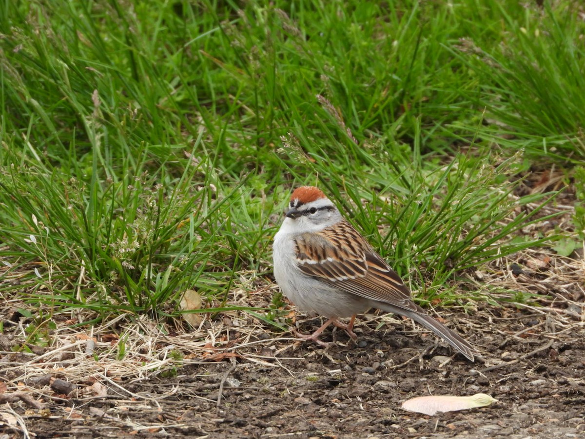 Chipping Sparrow - ML617727480