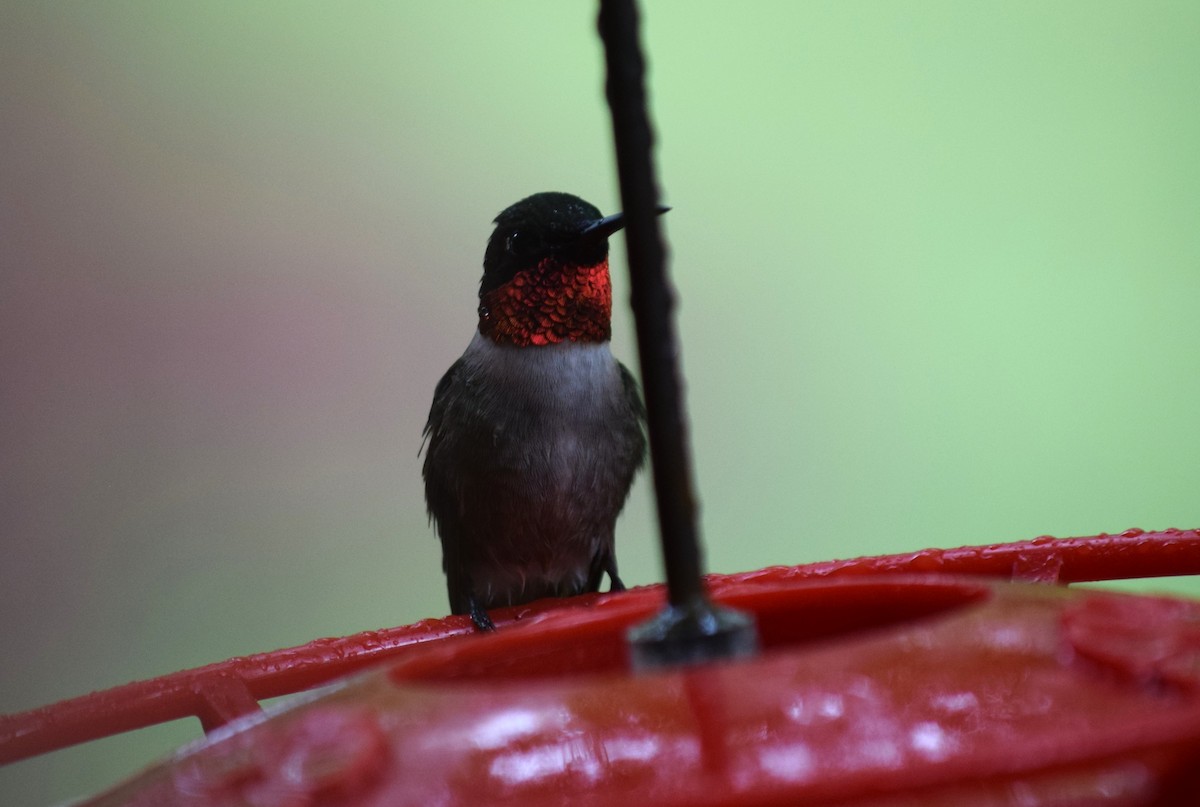 Ruby-throated Hummingbird - ML617727539