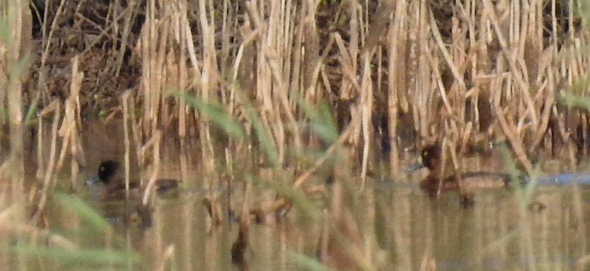 Tufted Duck - ML617727542