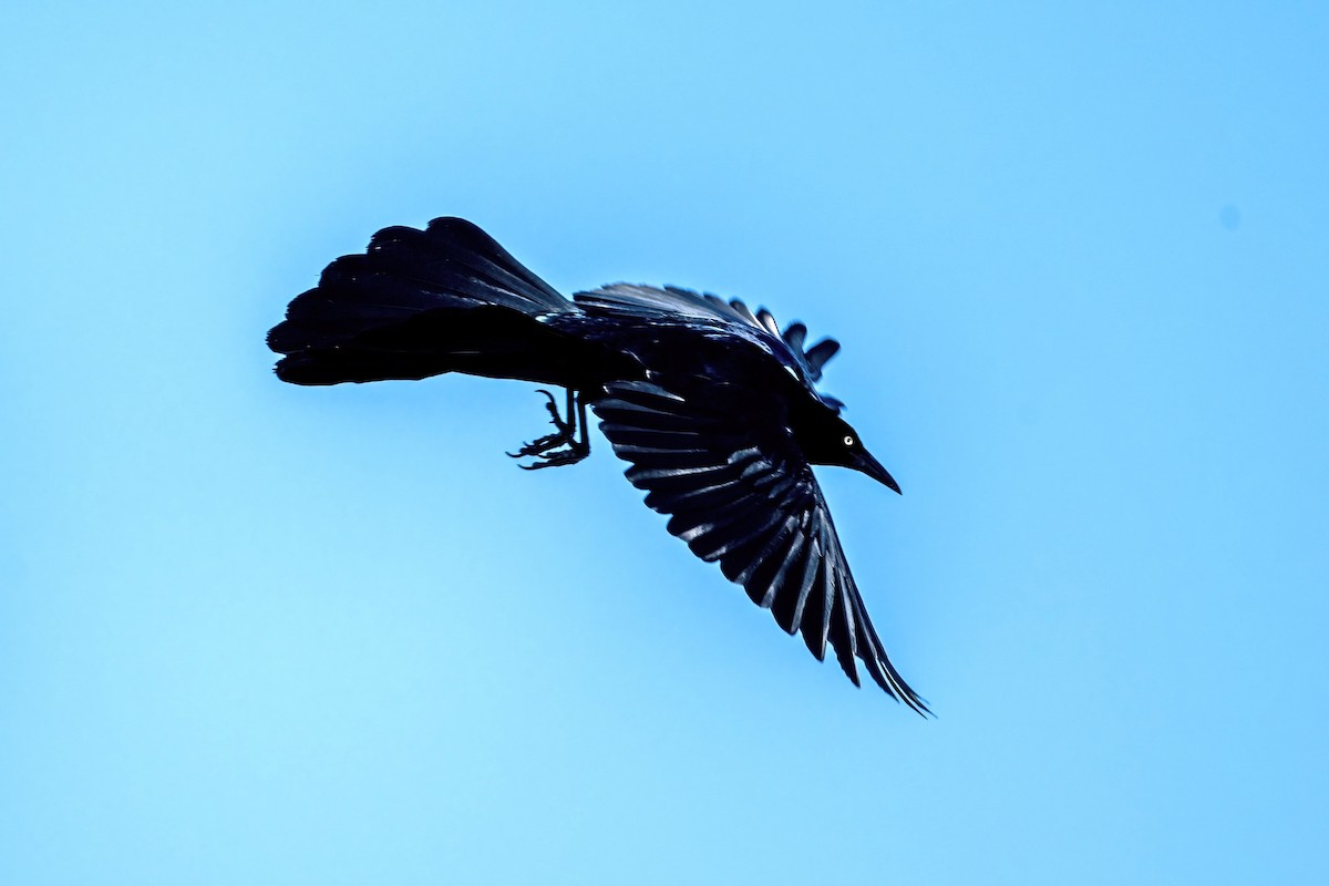 Great-tailed Grackle - ML617727631