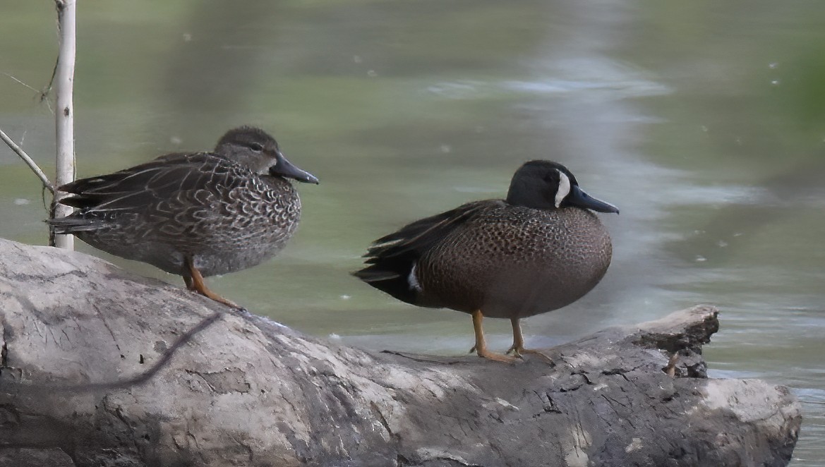 Blue-winged Teal - ML617727696