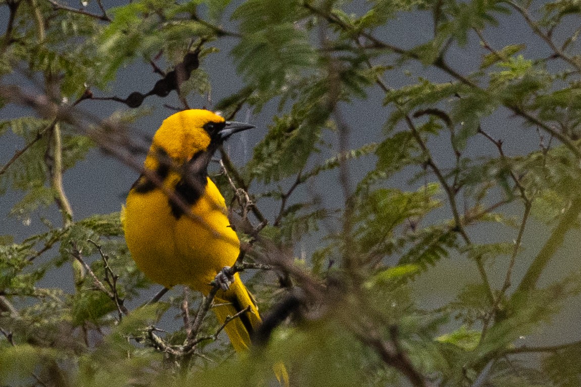 Yellow-tailed Oriole - ML617727702