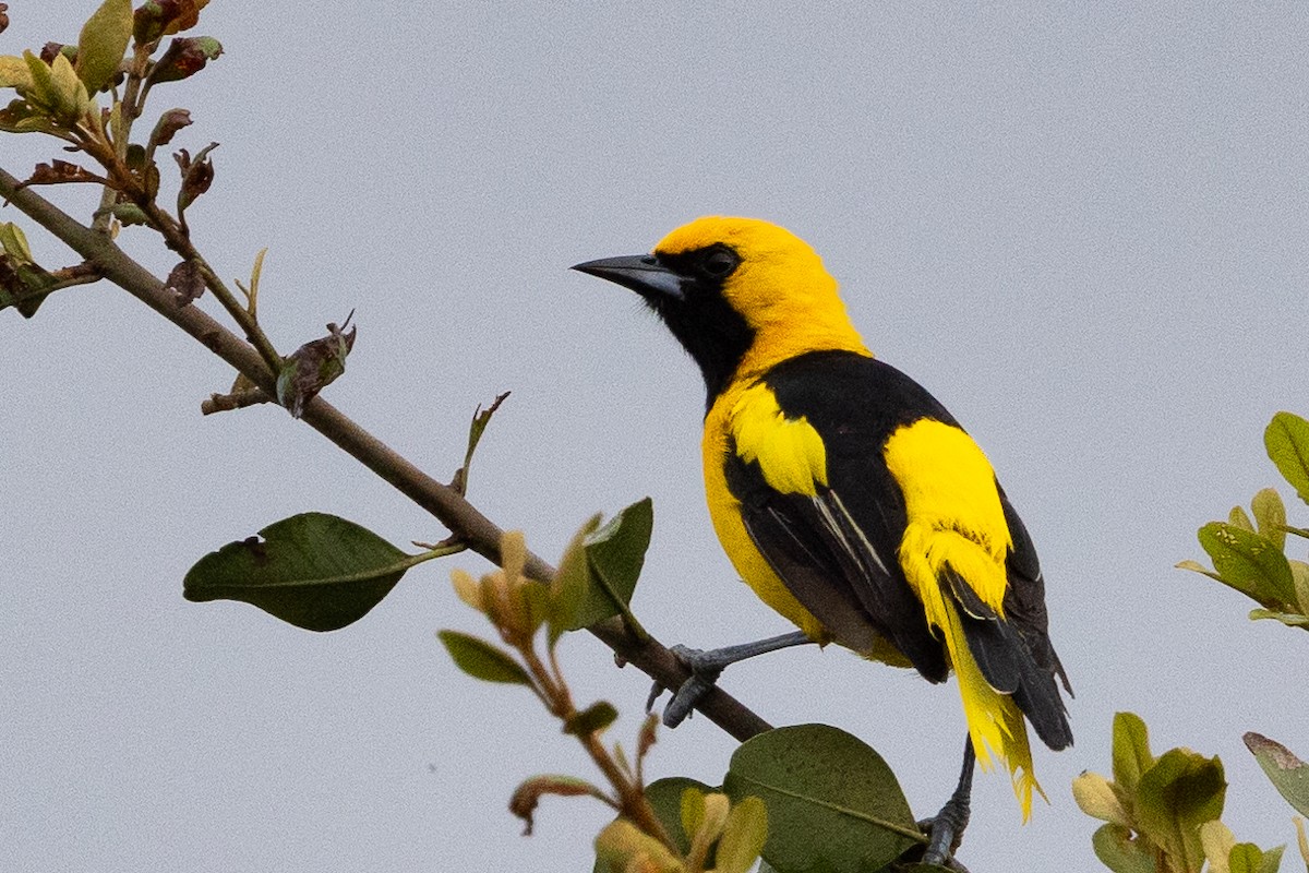 Yellow-tailed Oriole - Beatrix Pond