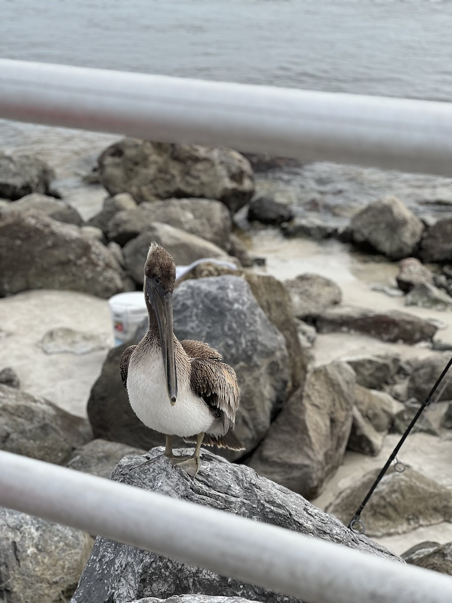 pelikán hnědý (ssp. carolinensis) - ML617727723