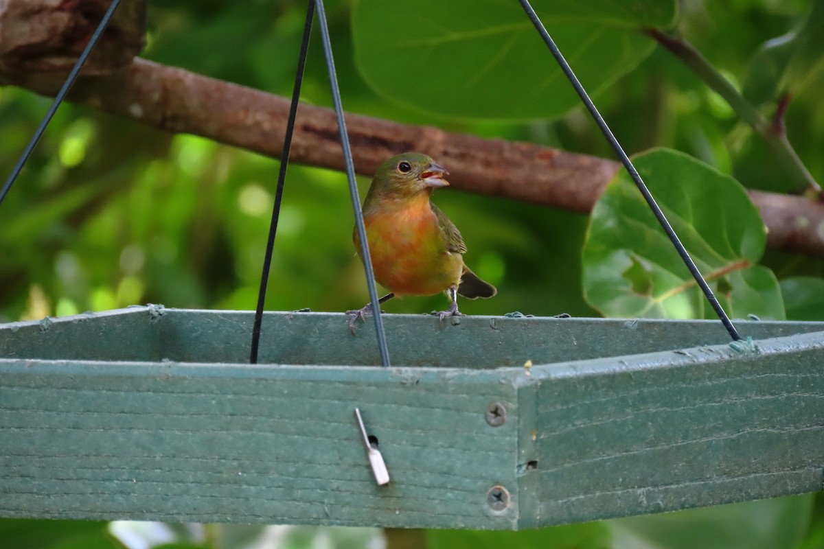 Painted Bunting - ML617727811