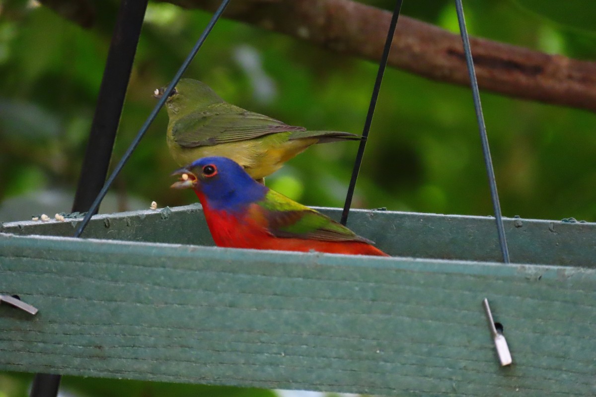 Painted Bunting - ML617727812