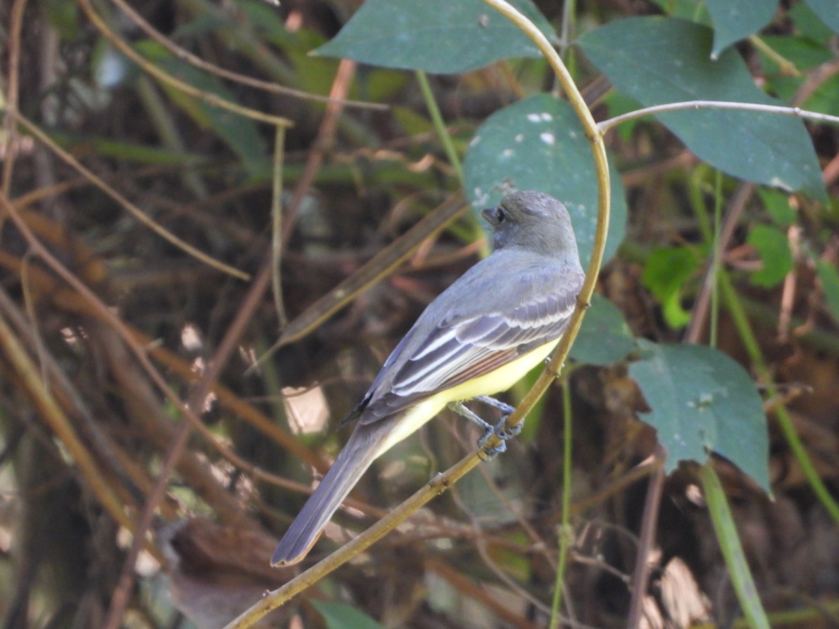 Great Crested Flycatcher - ML617727824