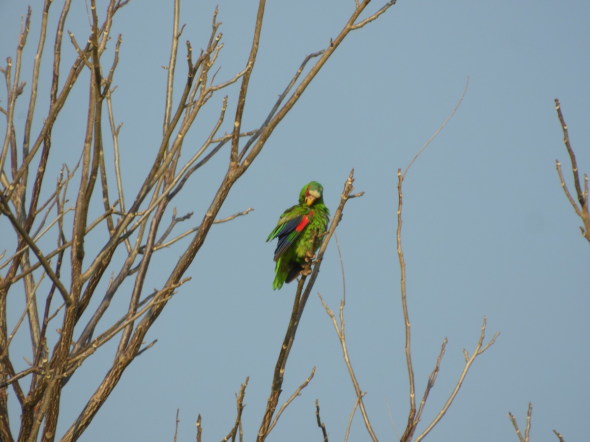 White-fronted Parrot - ML617727858