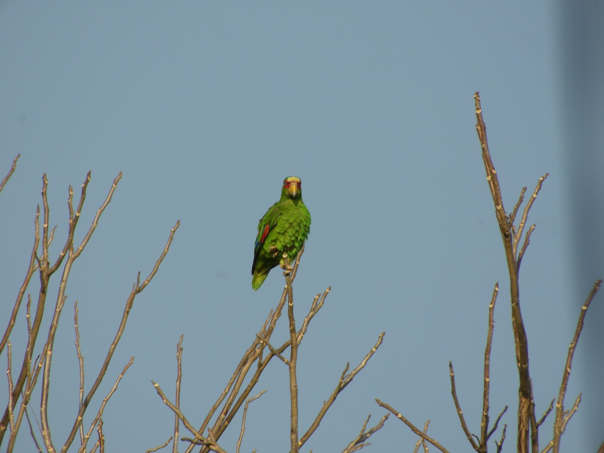 White-fronted Parrot - ML617727859